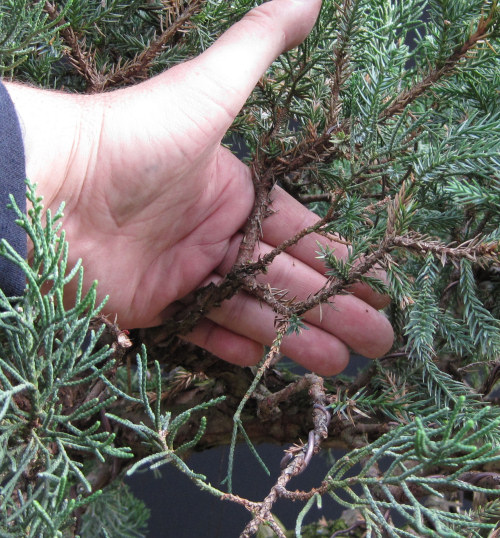 juniper bonsai branch